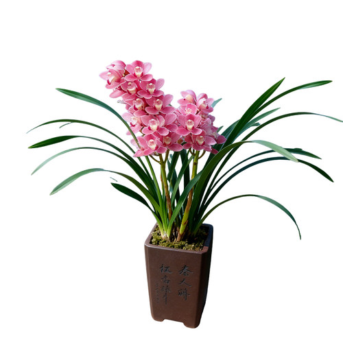 兰花盆栽植物名贵浓香兰花苗带花苞樱花花卉大众国兰场兰草建兰草