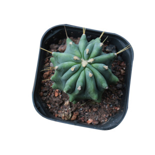 无刺王冠龙仙人球 精养趣味开花不扎手仙人掌阳台庭院小盆栽多肉