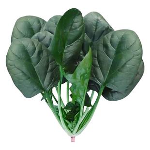 四季适播种子大全草莓甜瓜番茄西瓜蔬菜种籽种孑盆栽露天发芽率高