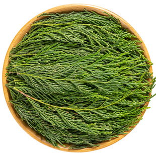 深山野生新鲜侧柏叶中药材旗舰店正品 侧伯叶柏树枝侧柏叶洗头粉