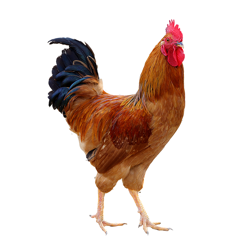 顺丰包邮农家散养大公鸡新鲜现杀
