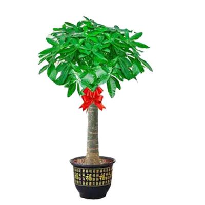发财树客厅盆栽大型室内植物好养