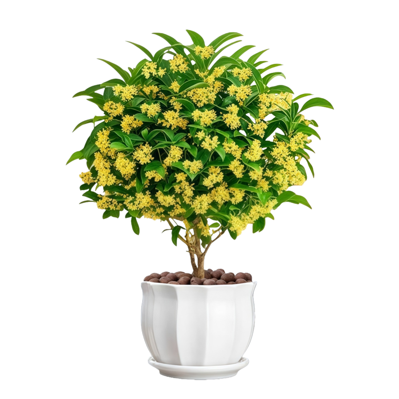 四季桂花盆栽树苗开花植物