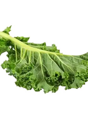 羽衣甘蓝种子四季阳台耐寒食用橄榄菜大田易种盆栽蔬菜种子