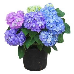 绣球花苗老桩大苗盆栽大花阳台带花无尽夏庭院地栽耐寒树苗植物卉