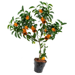 沙糖桔树苗地栽盆栽南方北方种植橘子树苗柑桔果树果苗嫁接砂糖橘