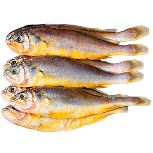 小黄鱼新鲜冷冻海鲜真正海鱼鲜活黄花鱼生鲜冰鲜深海水产商用烧烤