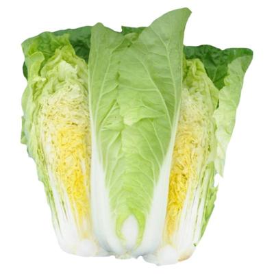 四季奶油快菜种子小白菜