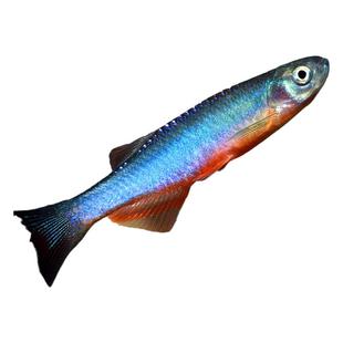 玫瑰丹鱼淡水中国原生冷水鱼缅甸小型群游灯鱼丹科金线半线丹活体