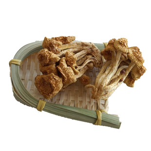 云南滑子菌滑子菇干货鸡油菌香菇蘑菇野生菌小黄蘑100g包邮鹅蛋菌