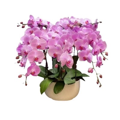 蝴蝶兰花苗带花苞带花剑盆栽兰花大苗客厅室内植物花卉四季开花