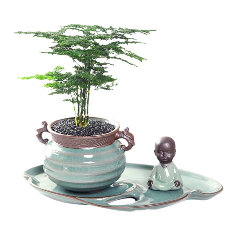 文竹盆栽植物室内办公室美观