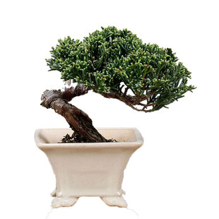 一物一拍基地直销济州真柏小盆景室内植物盆栽办公室阳台绿植摆件