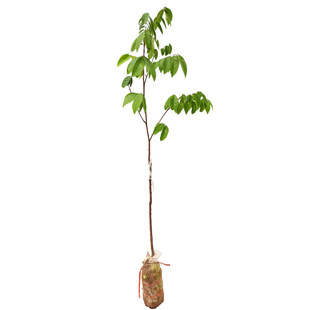 甜杨桃果苗树苗四季阳桃盆栽地栽星星果五敛子五棱子羊桃苗洋桃树