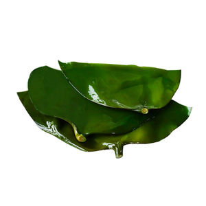 盐渍海带头 海带头 新鲜海带半干货 荣成海带头 石岛海带根