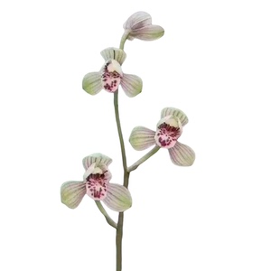 带花苞君荷 荷瓣铭品 四季兰花苗 荷形花瓣 建兰八大名品 花大