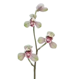 带花苞君荷 荷瓣铭品 四季兰花苗 荷形花瓣 建兰八大名品 花大