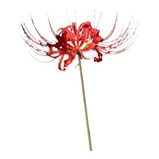 彼岸花球根红色曼珠沙华盆栽花种子红花石蒜水培种球花卉容易成活