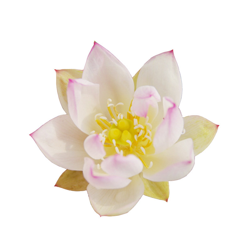 非栽培季节周劲松碗莲花新手套餐