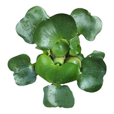 水葫芦水芙蓉浮水植物净化水质