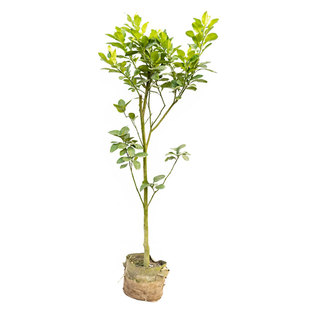 沙田柚子树苗嫁接当年结果特大庭院果苗红心蜜柚纯甜果树带泥带叶