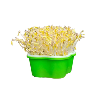 小学生儿童植物观察盒绿豆芽生长种植盘水培小盆栽幼儿园实验作业