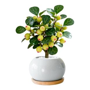 小盼菩提盆栽带果办公室桌面工位客厅绿植室内植物盆景一叶一菩提