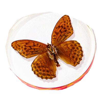 真实标本diy琥珀实验玩具