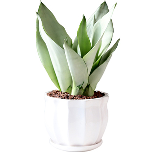 白玉虎皮兰盆栽桌面办公室绿植观叶植物室内花卉净化空气客厅好养