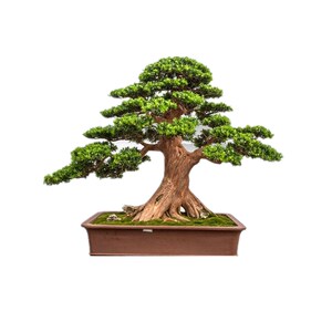 盆景罗汉松小苗 四季绿叶罗汉松苗 罗汉松树苗造型罗汉松地栽庭院