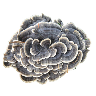 云芝 长白山野生灵芝 精选黄云芝药用真菌  250克