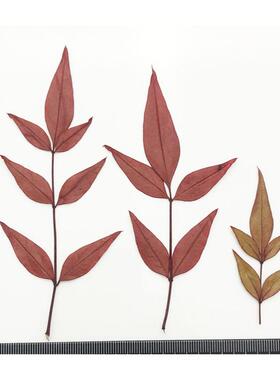 南天竹手工标本押花干花压花