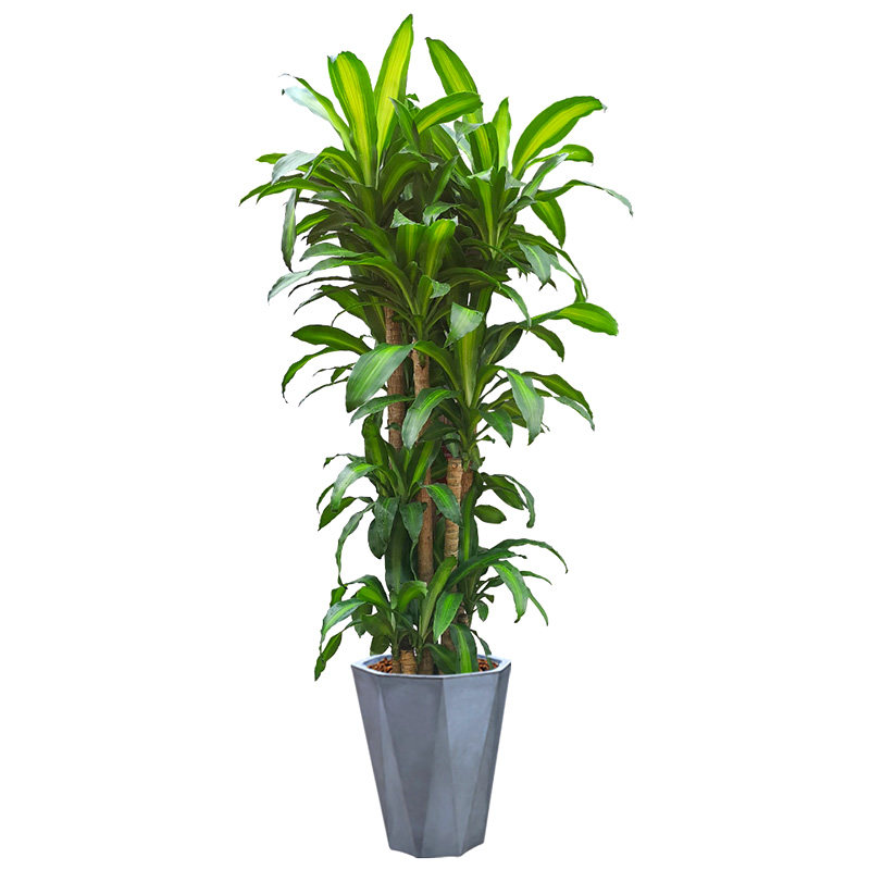 巴西铁绿植花卉客厅办公送货上门