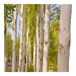 白杨树苗107速生3804速生无絮杨树苗扦插枝四季绿化园林工程苗木