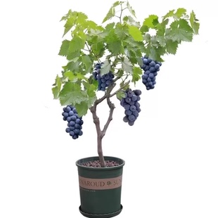 葡萄树苖特大巨峰无籽阳光玫瑰葡萄苗蓝宝石南爬藤北方种当年结果