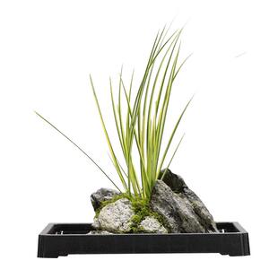 附石胧月山石金钱菖蒲吸水石室内桌面盆栽绿植苔藓微景观水培植物