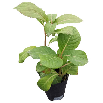 五 进口绣球花苗小苗 新老枝条开花品种 恋心蒙特柠檬之吻克鲁瓦