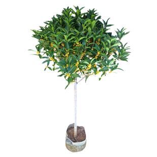 桂花树苗四季桂大型花卉八月庭院原生高杆金丹天香台阁沉香地盆栽