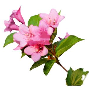 庭院红花满枝条 红王子锦带 倒挂红钟 自产自销 倒挂金钟五彩锦带