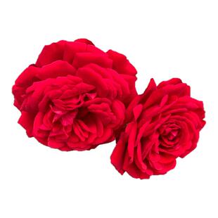 蔷薇花苗藤本月季花树大苗庭院阳台花卉爬藤植物爬墙玫瑰耐寒盆栽