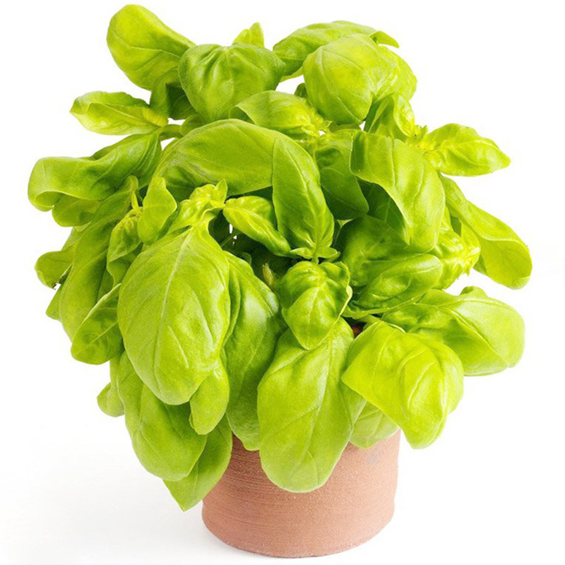 罗勒种子 圣约瑟夫草 九层塔意大利甜罗勒 Basil 圣罗勒香草香料