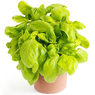 罗勒种子 圣约瑟夫草 九层塔意大利甜罗勒 Basil 圣罗勒香草香料