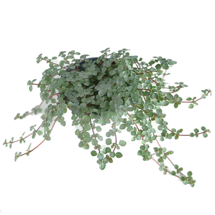 灰色冷水花BB草ins风网红室内书房耐热观叶垂吊植物吊篮绿植包邮