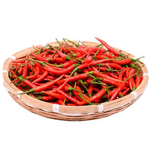 朝天椒种子辣椒籽春季夏四季小米高产超辣盆栽苗北南方种蔬菜种孑