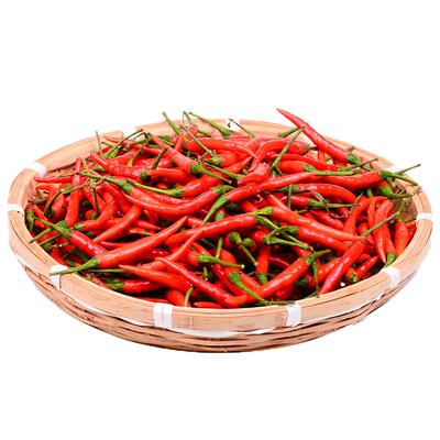 朝天椒辣椒苗辣椒种子朝天椒苗