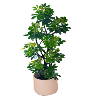 造型鸭脚木客厅大盆栽鸭掌木鹅掌柴室内乔迁绿植植物大型落地四季