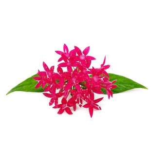 新鲜五星花繁星花 酒店西餐日料冷艺点缀摆盘装饰花草烘焙星星花