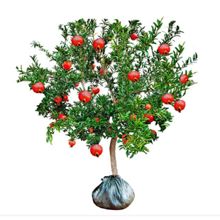 石榴树树苗庭院盆栽带土南方突尼斯软籽特大红袍无籽果树果苗大全