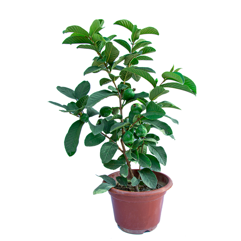四季结果果树北方南方种植水果