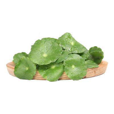 铜钱草新鲜旱金莲叶片西餐饭店